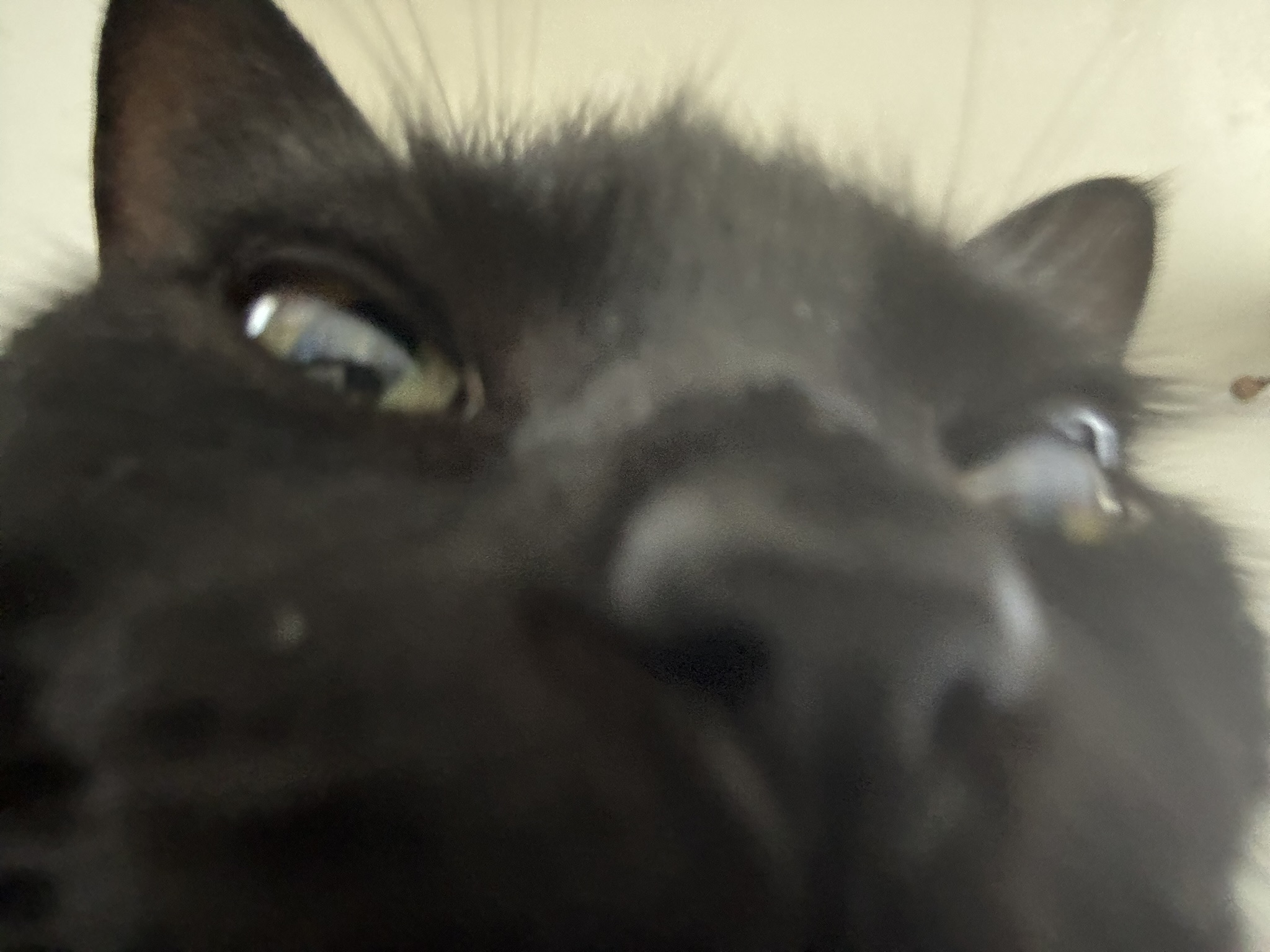 My cat Gertrude