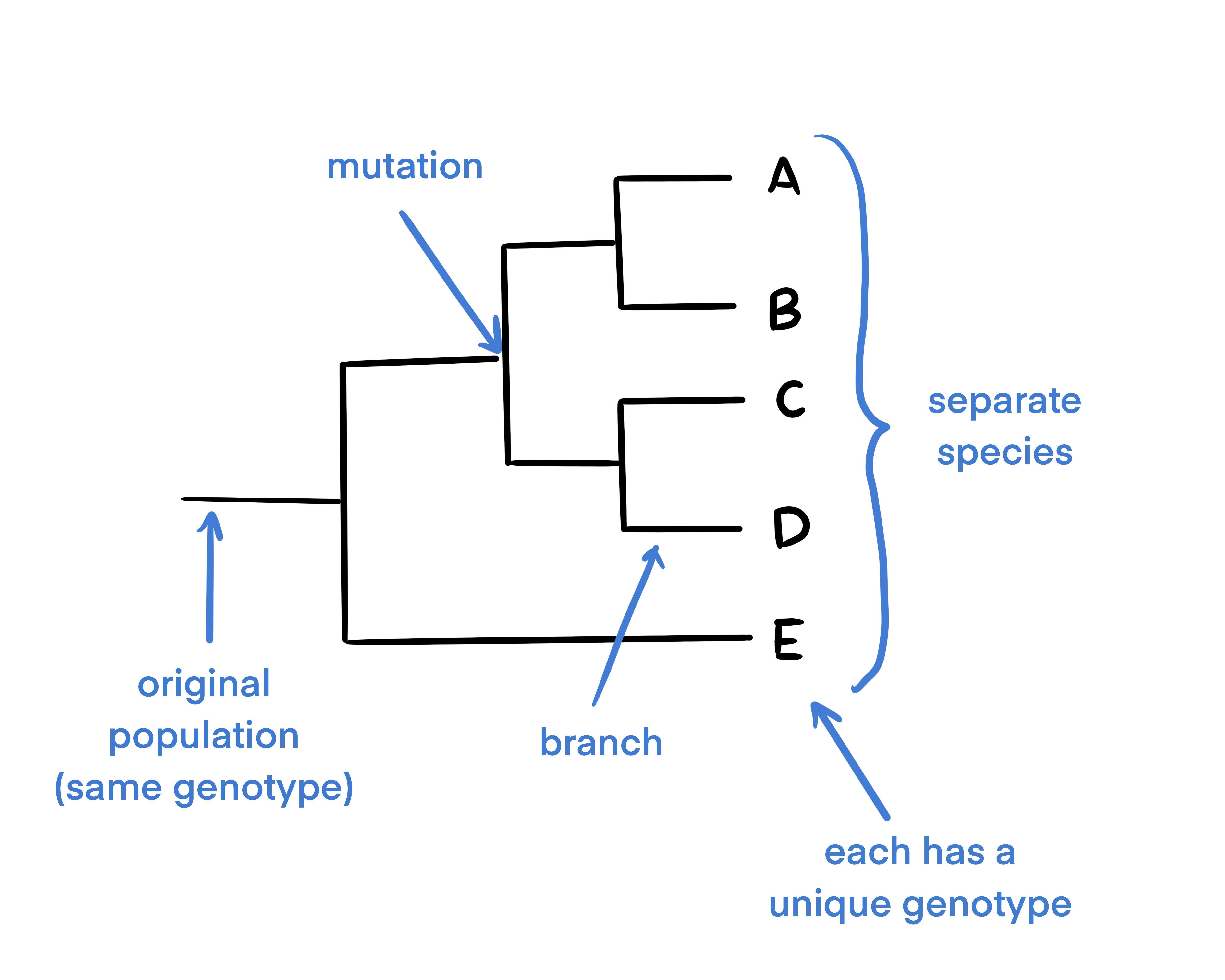 Phylo Tree Diagram