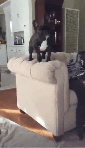 dog jumping off couch