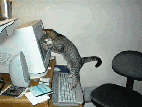 cat jumping in a computer